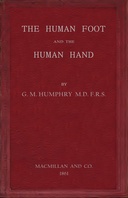 The human foot and the human hand