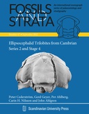 Ellipsocephalid trilobites from Cambrian Series 2 and Stage 4